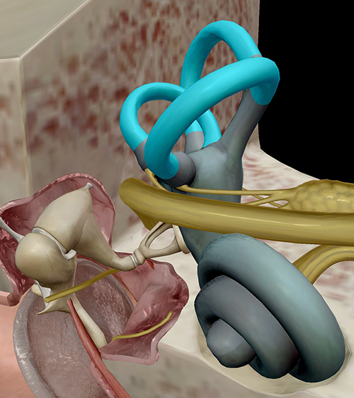 middle-and-inner-ear-semicircular-canals